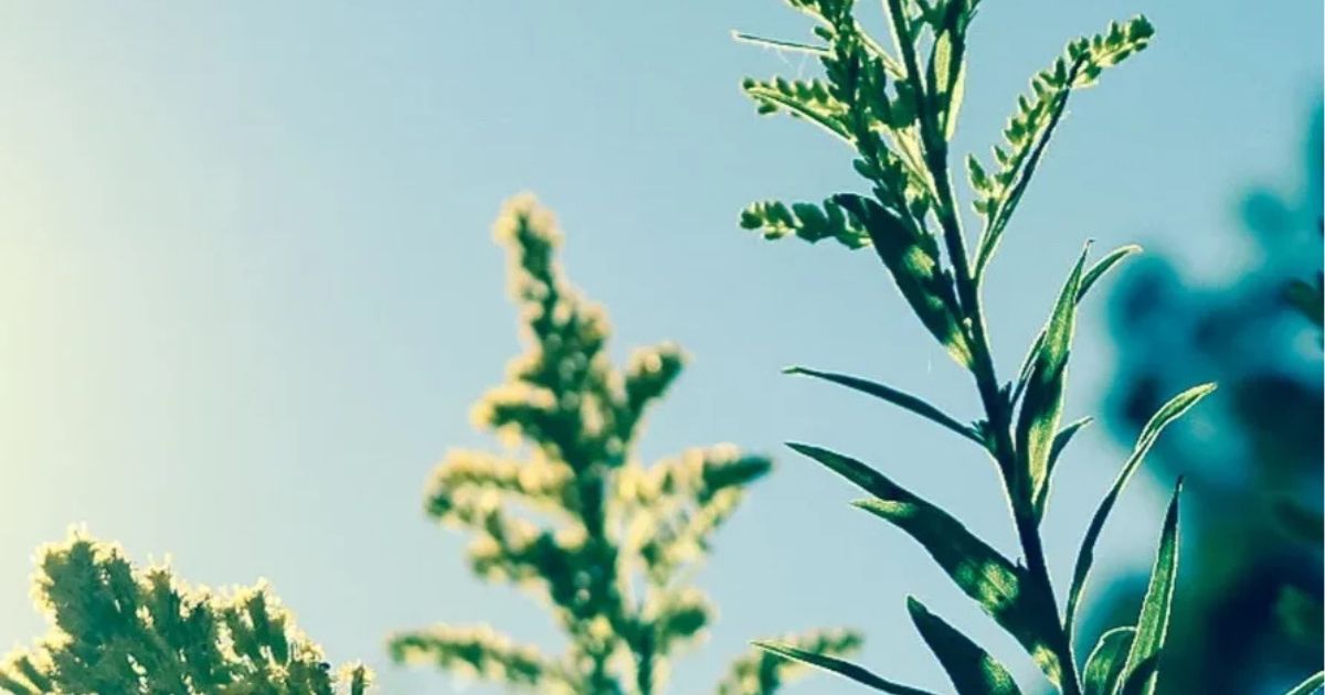 plants with blue sky background on hot summer day