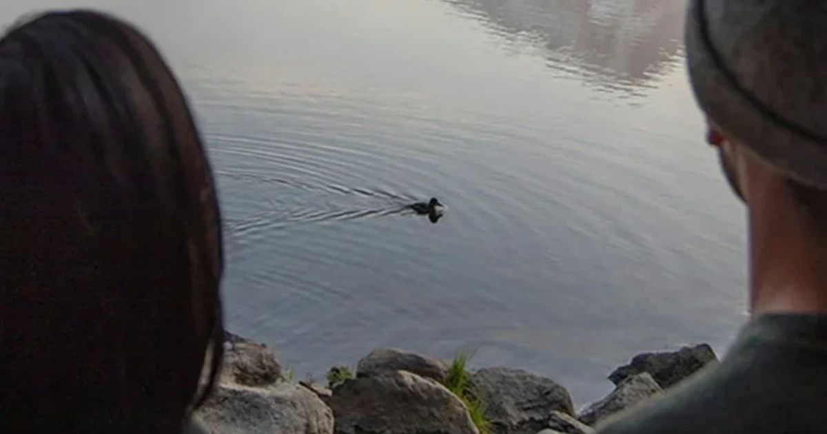 duck swimming in pond while couple watch